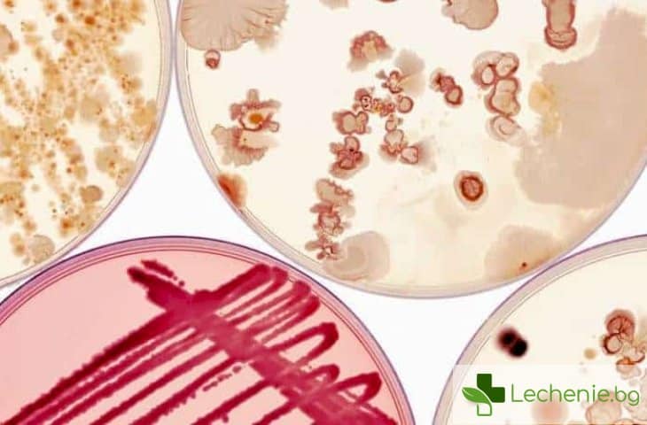 Какво причинява бактерията мораксела катаралис